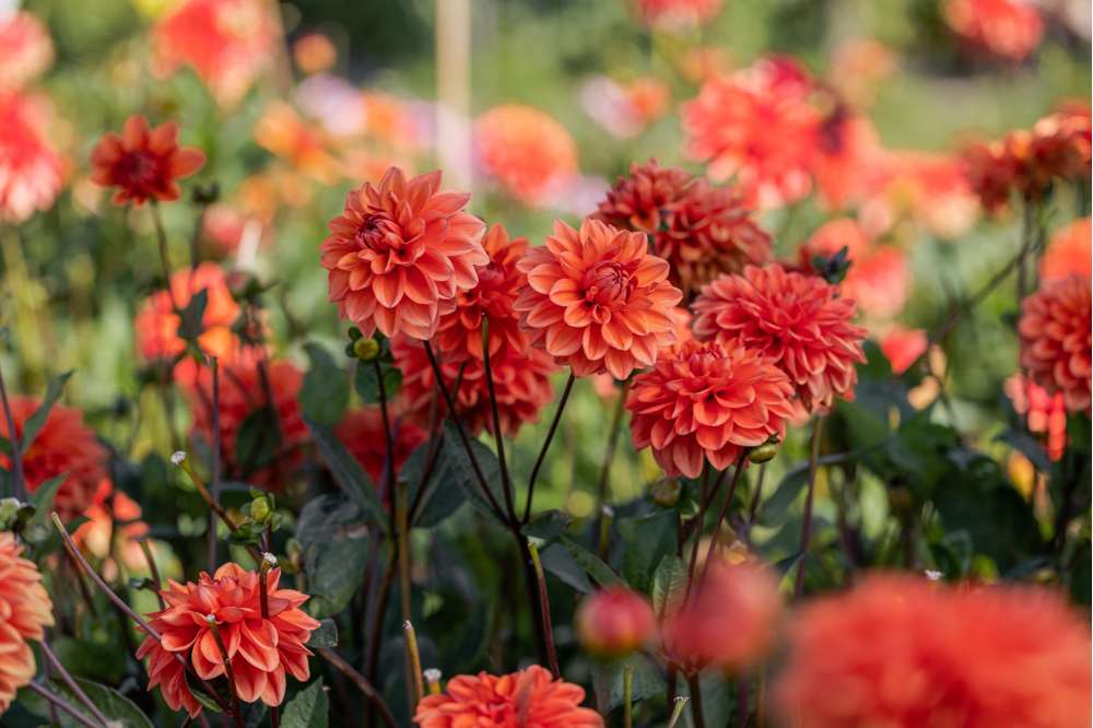 Dahlia 'Orange Nugget'